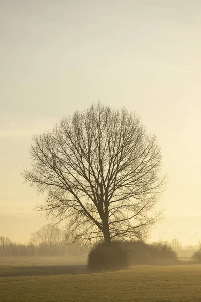 Single Silhouetted Tree Golden Glow Winter Sunrise Hazy Mist Landscape — Stock Photo, Image