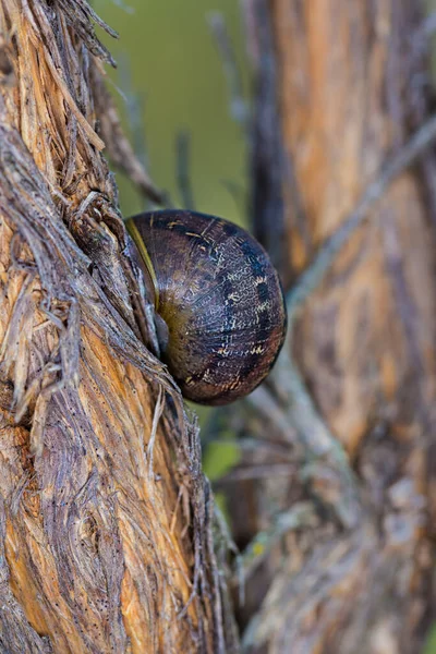 Eine Vertikale Nahaufnahme Einer Schnecke Stamm Eines Strauches — Stockfoto