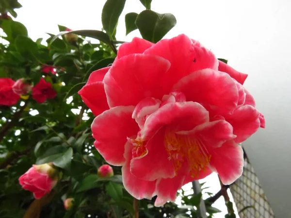 Zbliżenie Strzał Jasnoróżowego Camellia Kwiatu Świecącego Ogrodzie — Zdjęcie stockowe