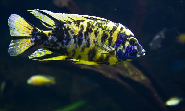 Eine Wunderbare Aufnahme Wunderschöner Mehrfarbiger Aulonocara Fische Unterwasserwelt — Stockfoto