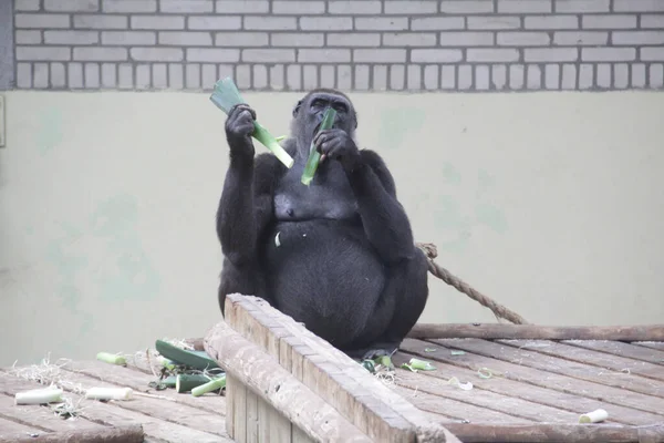 Ένα Χαριτωμένο Μαύρο Gorilla Τρώει Πράσινα Φυτά Μια Ξύλινη Κατασκευή — Φωτογραφία Αρχείου