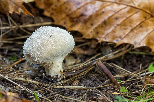 Detailní Záběr Malé Bílé Houby Rostoucí Lese — Stock fotografie