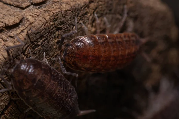 Closeup Two Woodlice Tree Trunk Surface — Stock Photo, Image