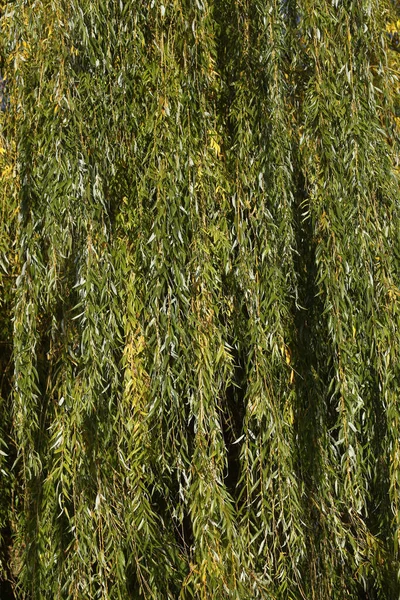 陽射しの下で柳の木を垂直に撮影 — ストック写真