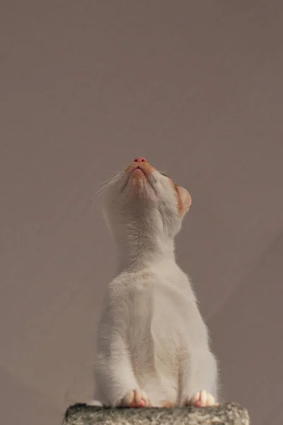 Tiro Vertical Gatinho Adorável Abrigo Animais — Fotografia de Stock