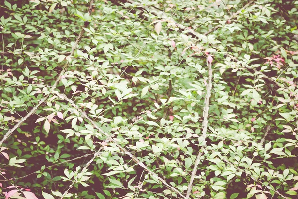 Closeup Shot Branches Green Leaves — Stock Photo, Image