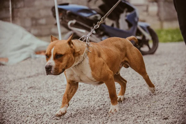 Carino American Staffordshire Terrier Uno Sfondo Sfocato All Aperto — Foto Stock