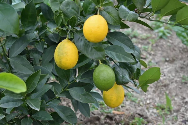 Focus Selettivo Limoni Che Crescono Albero Limoni — Foto Stock