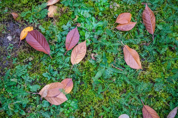 Высокий Угол Снимка Опавших Осенних Листьев Траве — стоковое фото