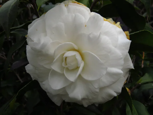 Close Shot Bright White Camellia Flower Zářící Zahradě — Stock fotografie