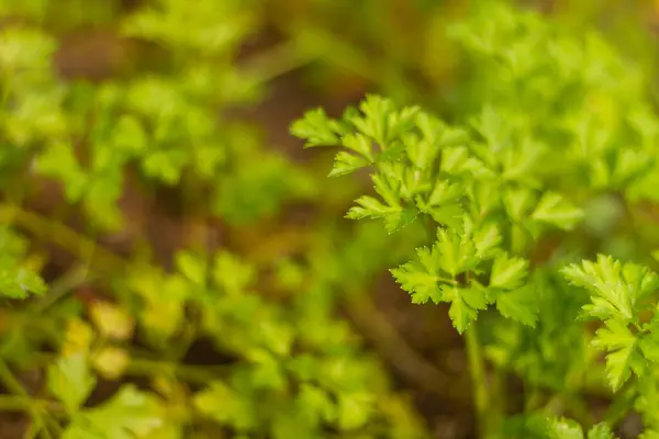 Colpo Fuoco Selettivo Foglie Prezzemolo Giardino — Foto Stock