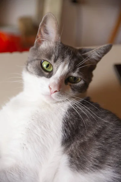 カメラを見て緑の目を持つ白と灰色の猫の垂直ショット — ストック写真