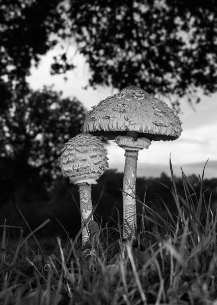 Plan Vertical Niveaux Gris Deux Champignons Dans Pâturage — Photo