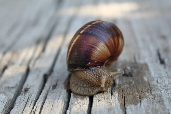 Plan Macro Petit Escargot Avec Une Coquille Brune Sur Une — Photo