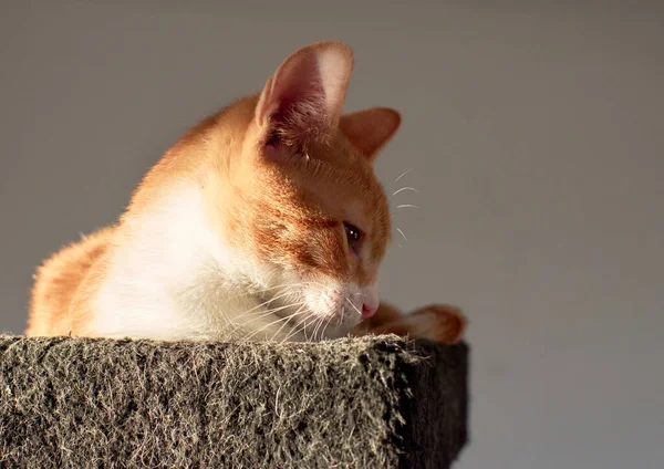 Tiro Close Gatinho Deitado Sua Cama Macia Aconchegante Sob Luz — Fotografia de Stock