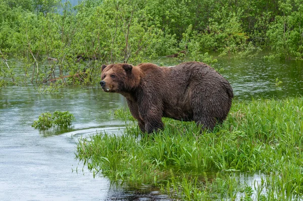 Bild Söt Björn Som Försöker Dricka Vatten Floden — Stockfoto