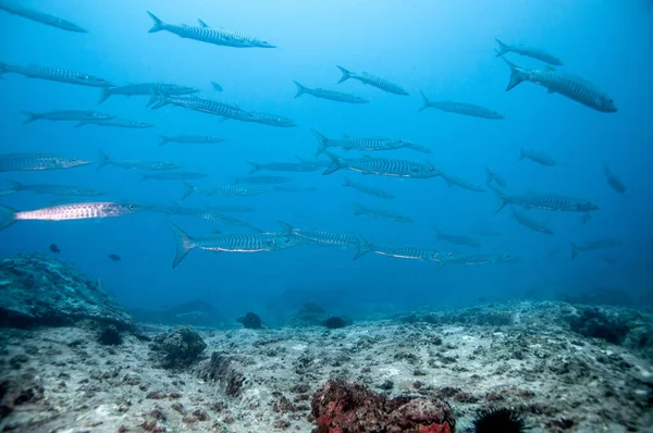 Haut Fond Poissons Nageant Dans Eau Cristalline — Photo