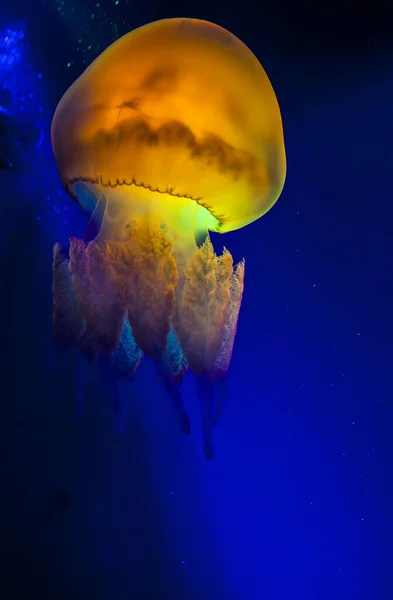 Beau Cliché Méduses Lumineuses Dans Eau Vie Sous Marine — Photo