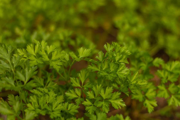 Enfoque Selectivo Las Hojas Perejil Jardín — Foto de Stock