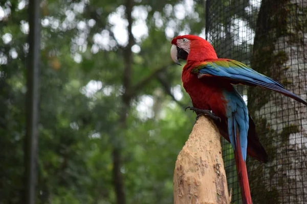 Wybiórcze Ujęcie Scarlet Macaw Siedzącej Gałęzi — Zdjęcie stockowe