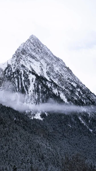 Een Prachtig Shot Van Een Winter Sparren Woud Nabij Bergen — Stockfoto