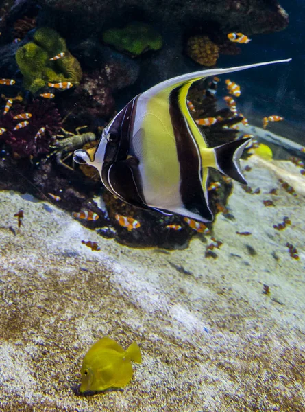 A shot of beautiful zebra fish - undersea life