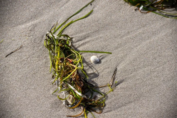 Closeup Seagrass Sandy Beach — Stock Photo, Image