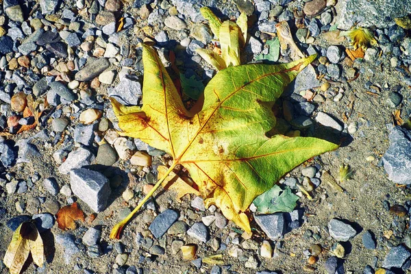 High Angle Shot Autumnal Leaf Small Rocks Pebbles — Stock Photo, Image