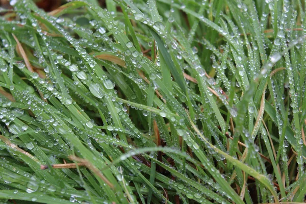 Eine Nahaufnahme Der Glasklaren Regentropfen Auf Dem Grünen Gras — Stockfoto