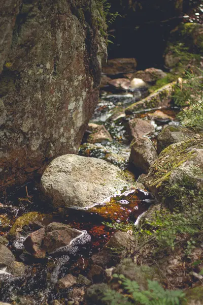 Colpo Verticale Rocce Nell Acqua Ricoperta Muschio Una Foresta — Foto Stock