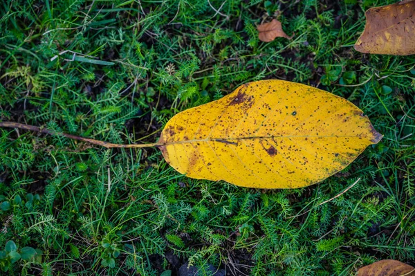 Vysoký Úhel Záběru Spadlého Podzimního Listí Trávu — Stock fotografie