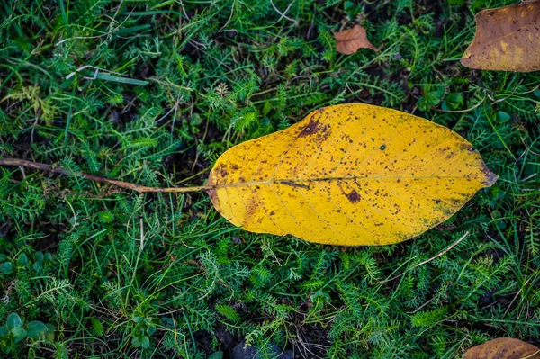 Ein Foto Aus Dem Hochwinkel Von Fallenden Herbstblättern Auf Dem — Stockfoto