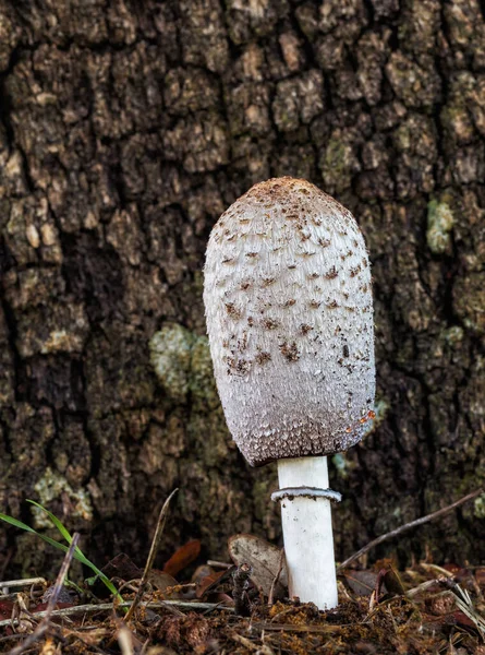 Een Verticaal Shot Van Een Coprinus Comatus Paddestoel — Stockfoto