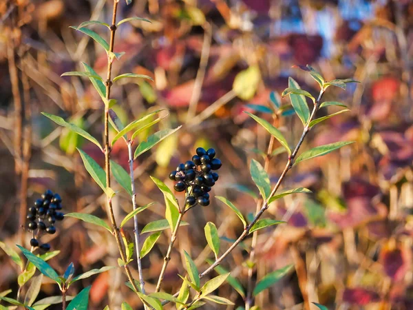 Eine Nahaufnahme Von Huckleberry Einem Park — Stockfoto