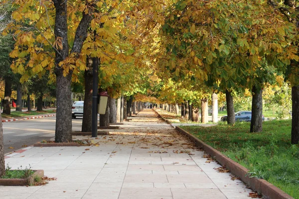 Una Hermosa Foto Parque Otoño — Foto de Stock