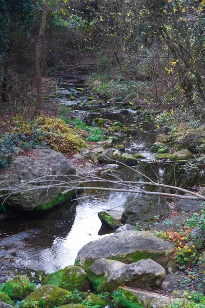 Närbild Liten Bäck Den Vilda Skogen — Stockfoto