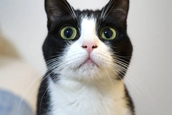Μια Φωτογραφία Από Μια Αστεία Δίχρωμη Γάτα Μια Ασπρόμαυρη Γατούλα — Φωτογραφία Αρχείου