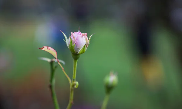 Focalizare Selectivă Unui Trandafir Delicat — Fotografie, imagine de stoc