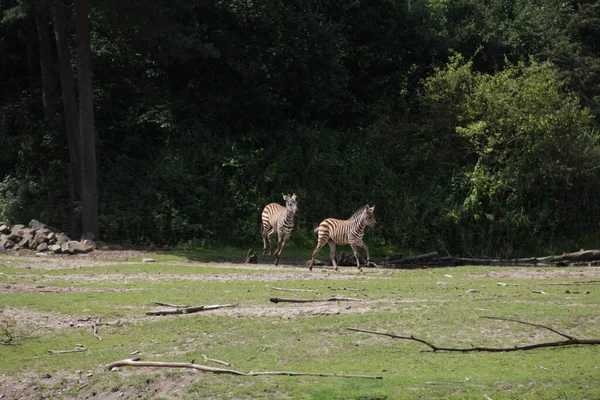 Shot Several Brown Zebras Running Natural Habitat Sunny Day — Stock Photo, Image