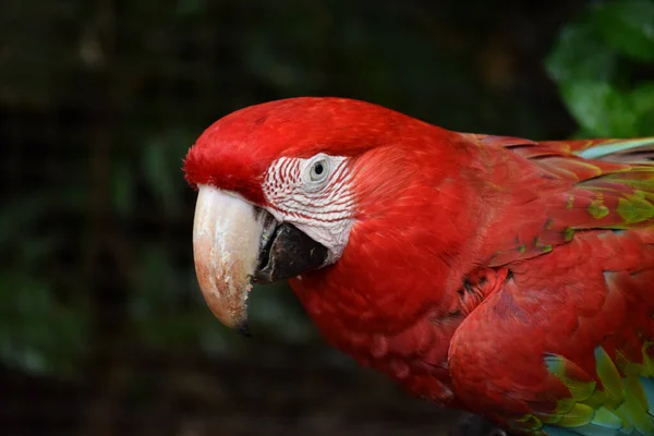 Detailní Záběr Šarlatového Papouška Sedícího Větvi — Stock fotografie