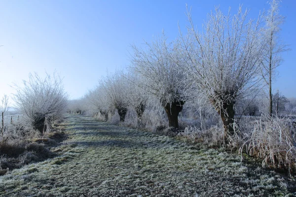 Tiro Uma Paisagem Inverno Com Árvores Nevadas Inverno Nos Países — Fotografia de Stock
