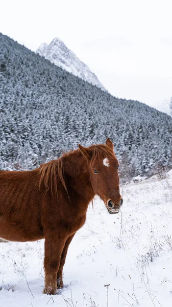 Tiro Vertical Lindo Caballo Rojo Cerca Bosque Invierno —  Fotos de Stock