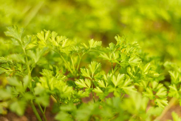 Selective Focus Shot Leaves Garden Parsley — Stock Photo, Image