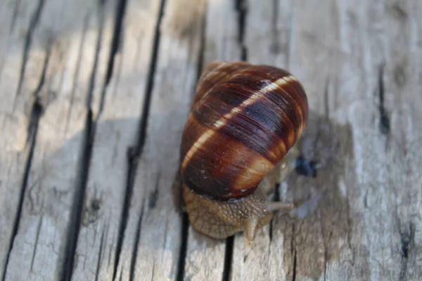 小蜗牛在木制表面上有一个褐色壳的小蜗牛的宏图 — 图库照片