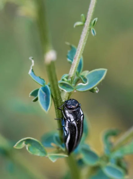 植物上のAgrilus Bilineatusの選択的焦点ショット — ストック写真