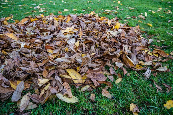 Eine Selektive Fokusaufnahme Gefallener Herbstblätter Auf Dem Gras — Stockfoto