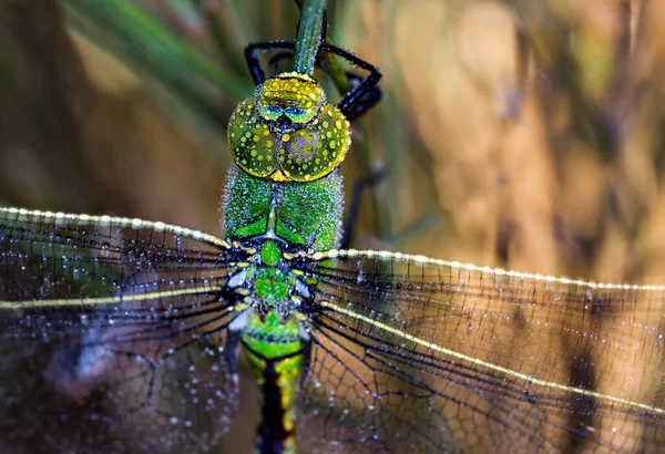 Selective Focus Shot Green Dragonfly Natural Environment — Stock Photo, Image