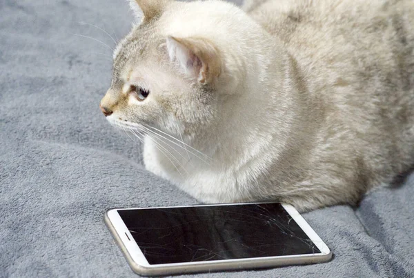 Gatto Bianco Soffice Sentirsi Colpa Smartphone Rotto — Foto Stock