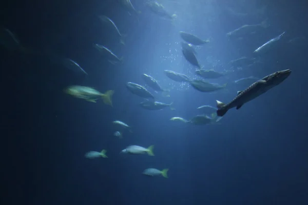 Výstřel Různých Jídel Plavajících Oceánu — Stock fotografie