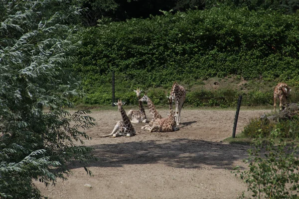 Shot Several Giraffes Lying Natural Habitat Sunny Day — Stock Photo, Image